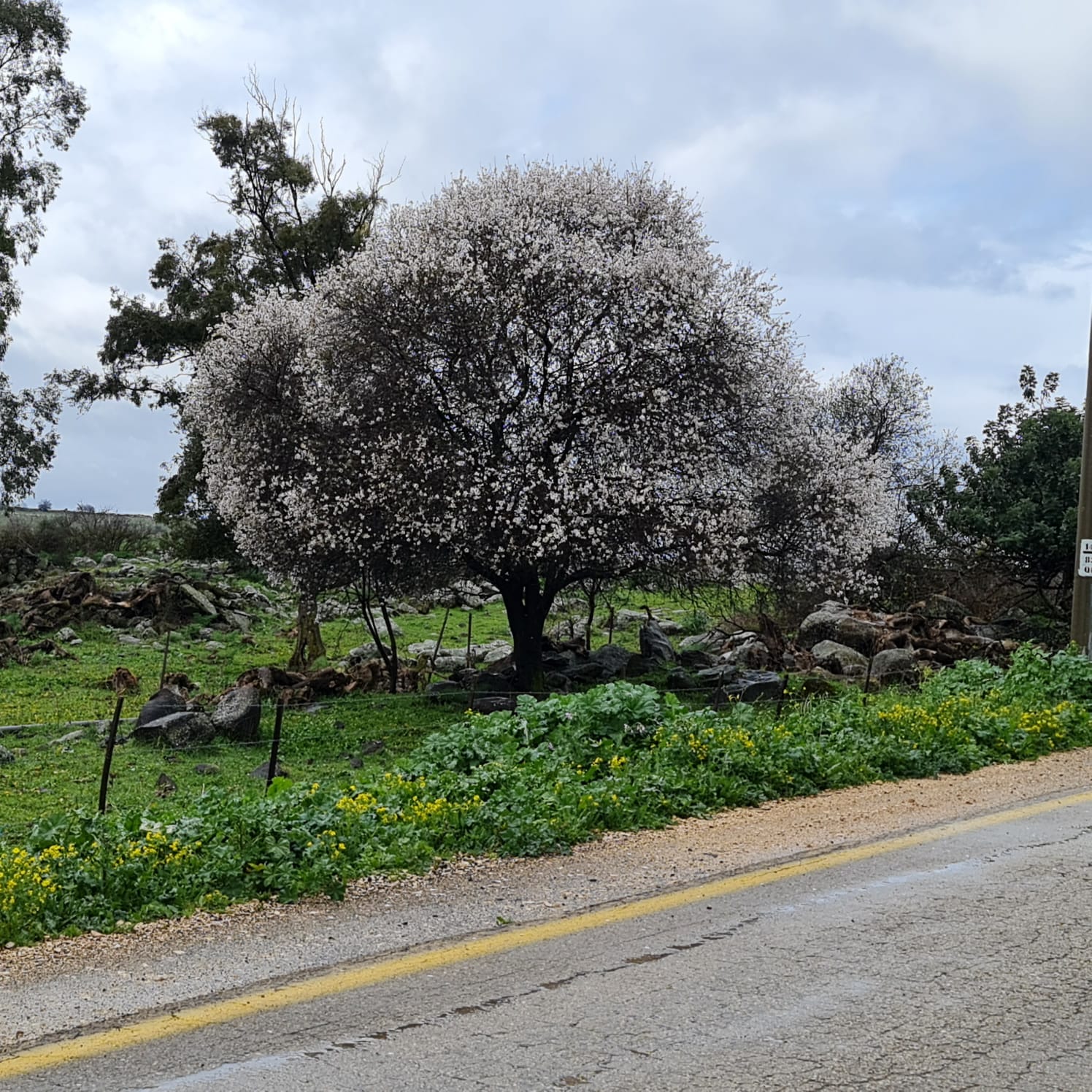 קפה עם תושבי באלוני הבשן